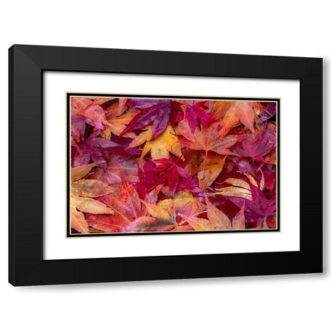 USA-Washington State-Pacific Northwest-Sammamish and red Japanese Maple leaves fallen on ground Black Modern Wood Framed Art Print with Double Matting by Gulin, Sylvia