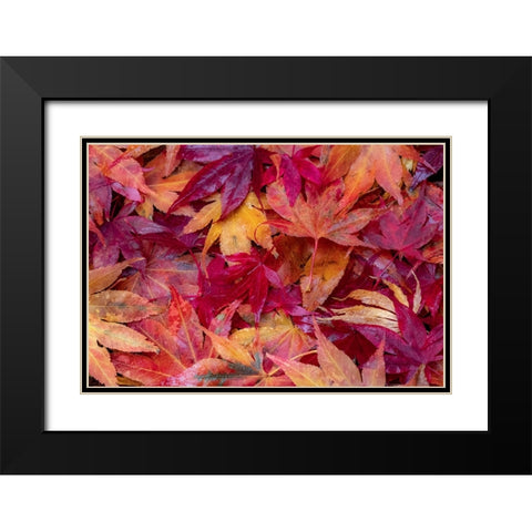 USA-Washington State-Pacific Northwest-Sammamish and red Japanese Maple leaves fallen on ground Black Modern Wood Framed Art Print with Double Matting by Gulin, Sylvia