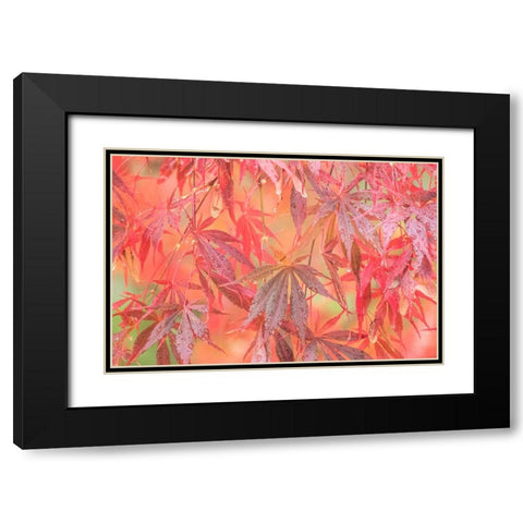 USA-Washington State-Pacific Northwest-Sammamish and red Japanese Maple leaves with dewdrops Black Modern Wood Framed Art Print with Double Matting by Gulin, Sylvia