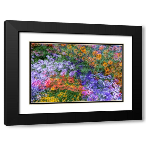 USA-Washington State-Pacific Northwest-Sammamish colorful flowers and blue picket fence Black Modern Wood Framed Art Print with Double Matting by Gulin, Sylvia