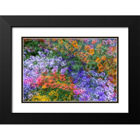 USA-Washington State-Pacific Northwest-Sammamish colorful flowers and blue picket fence Black Modern Wood Framed Art Print with Double Matting by Gulin, Sylvia