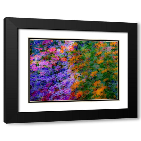 USA-Washington State-Pacific Northwest-Sammamish colorful flowers and blue picket fence Black Modern Wood Framed Art Print with Double Matting by Gulin, Sylvia