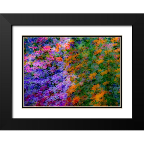 USA-Washington State-Pacific Northwest-Sammamish colorful flowers and blue picket fence Black Modern Wood Framed Art Print with Double Matting by Gulin, Sylvia