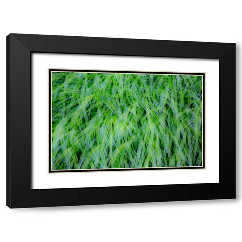 USA-Washington State-Pacific Northwest Sammamish with green grasses Black Modern Wood Framed Art Print with Double Matting by Gulin, Sylvia