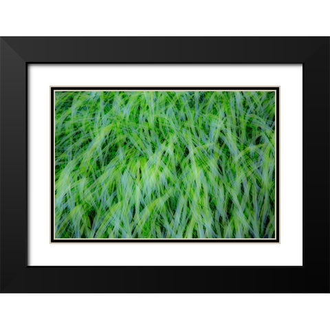 USA-Washington State-Pacific Northwest Sammamish with green grasses Black Modern Wood Framed Art Print with Double Matting by Gulin, Sylvia