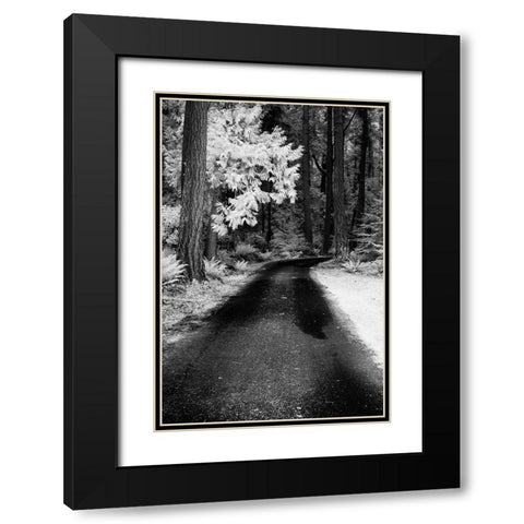USA-Washington State-Skagit Valley-Country backroad through forest Black Modern Wood Framed Art Print with Double Matting by Eggers, Terry