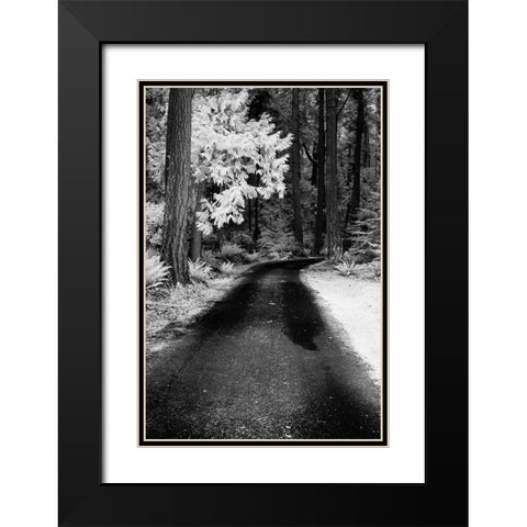 USA-Washington State-Skagit Valley-Country backroad through forest Black Modern Wood Framed Art Print with Double Matting by Eggers, Terry