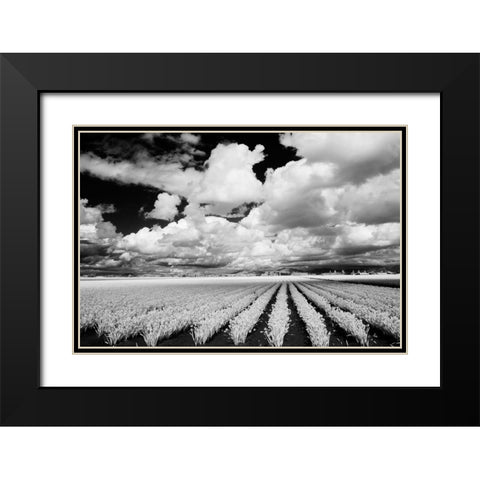 USA-Washington State-Skagit Valley-Large field of Tulip rows and clouds Black Modern Wood Framed Art Print with Double Matting by Eggers, Terry
