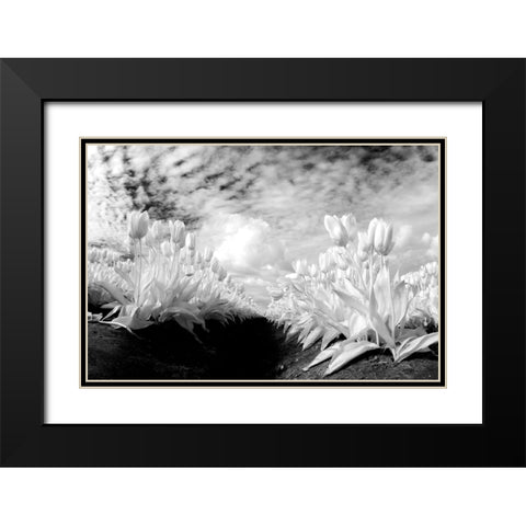 USA-Washington State-Skagit Valley-low angle of Tulip rows Black Modern Wood Framed Art Print with Double Matting by Eggers, Terry