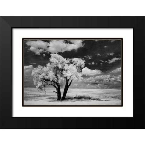 USA-Washington State-Lone tree in field in wheat Black Modern Wood Framed Art Print with Double Matting by Eggers, Terry