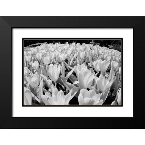 USA-Washington State-Skagit Valley-low angle of Tulip mass Black Modern Wood Framed Art Print with Double Matting by Eggers, Terry