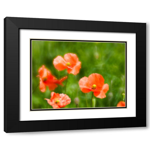 USA-Washington State-Spring Fire Poppies close up Black Modern Wood Framed Art Print with Double Matting by Eggers, Terry
