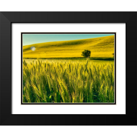 USA-Washington State-Winter wheat field close up Black Modern Wood Framed Art Print with Double Matting by Eggers, Terry