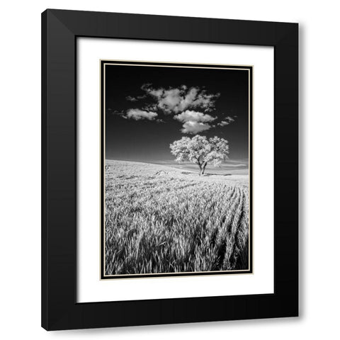USA-Palouse Country-Washington State-Infrared Palouse fields and lone tree Black Modern Wood Framed Art Print with Double Matting by Eggers, Terry