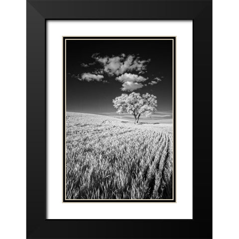 USA-Palouse Country-Washington State-Infrared Palouse fields and lone tree Black Modern Wood Framed Art Print with Double Matting by Eggers, Terry