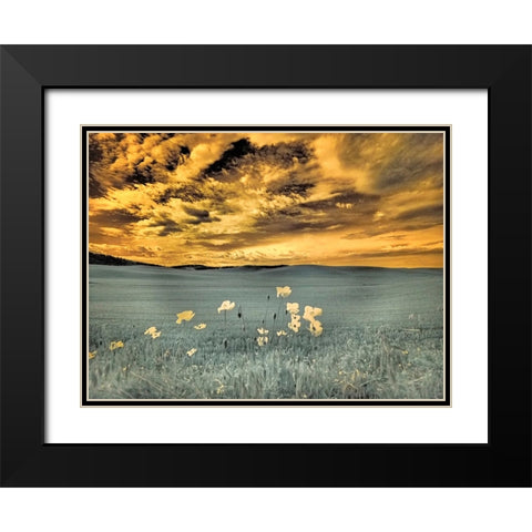 USA-Washington State-Palouse-Spring Poppies and wheat field and clouds Black Modern Wood Framed Art Print with Double Matting by Eggers, Terry