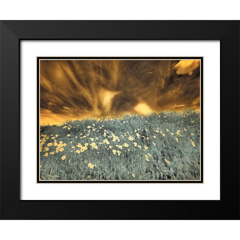 USA-Washington State-Palouse-Spring Poppies and Backcountry road through wheat field and clouds Black Modern Wood Framed Art Print with Double Matting by Eggers, Terry