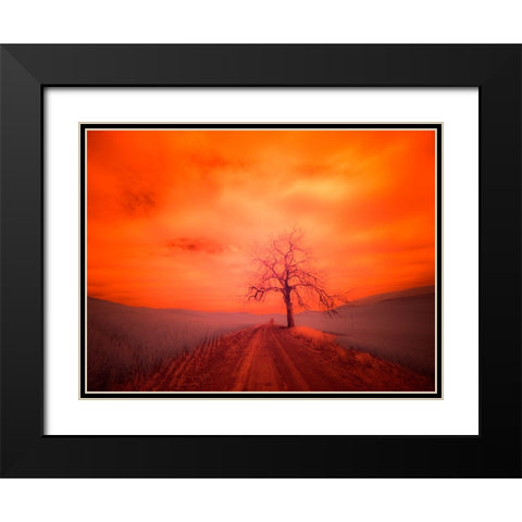 USA-Washington State-Palouse Infrared of lone tree along side country road Black Modern Wood Framed Art Print with Double Matting by Eggers, Terry