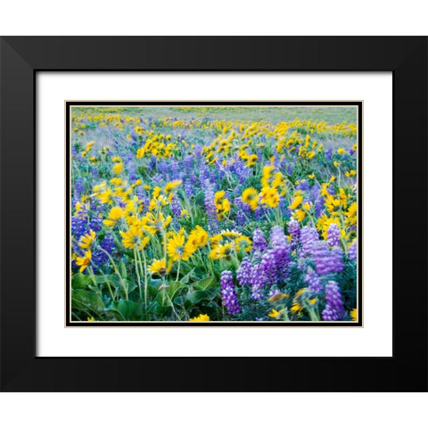USA-Washington State Arrowleaf balsamroot and lupine Black Modern Wood Framed Art Print with Double Matting by Eggers, Terry