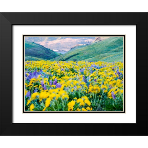 USA-Washington State Arrowleaf balsamroot and lupine Black Modern Wood Framed Art Print with Double Matting by Eggers, Terry