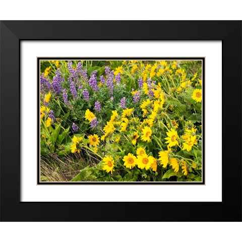 USA-Washington State Arrowleaf balsamroot and lupine Black Modern Wood Framed Art Print with Double Matting by Eggers, Terry