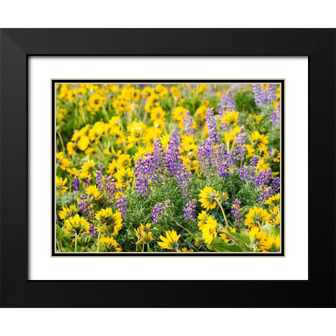 USA-Washington State Arrowleaf balsamroot and lupine Black Modern Wood Framed Art Print with Double Matting by Eggers, Terry