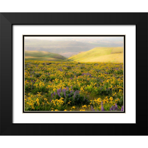 USA-Washington State Arrowleaf balsamroot and lupine Black Modern Wood Framed Art Print with Double Matting by Eggers, Terry