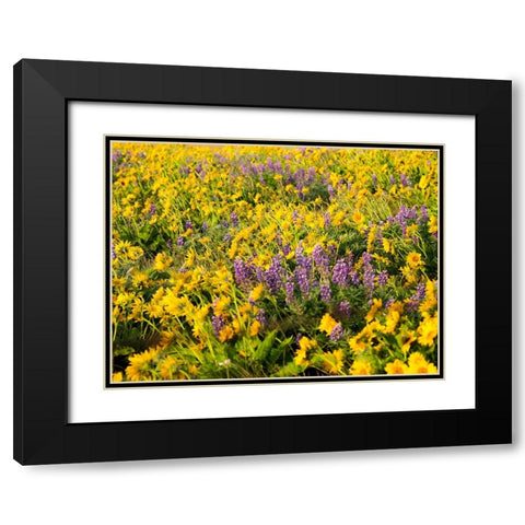 USA-Washington State Arrowleaf balsamroot and lupine Black Modern Wood Framed Art Print with Double Matting by Eggers, Terry