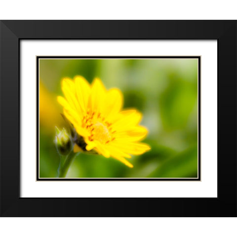 USA-Washington State Close-up of Arrowleaf Balsamroot Black Modern Wood Framed Art Print with Double Matting by Eggers, Terry