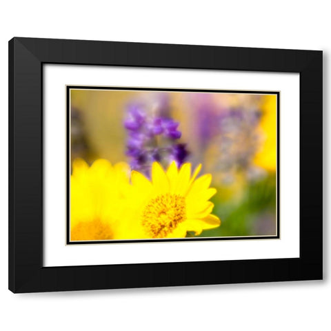 USA-Washington State Close-up of Arrowleaf Balsamroot and lupine Black Modern Wood Framed Art Print with Double Matting by Eggers, Terry