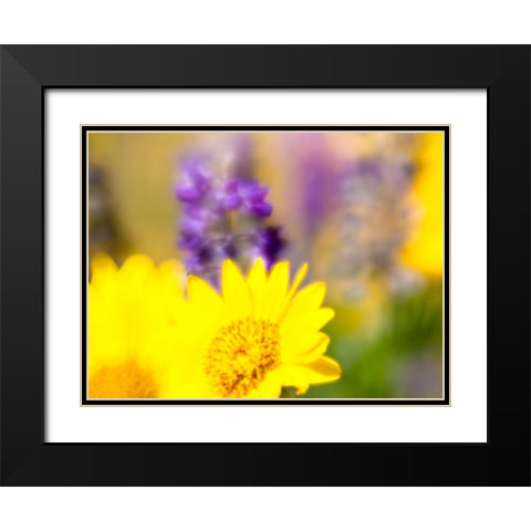 USA-Washington State Close-up of Arrowleaf Balsamroot and lupine Black Modern Wood Framed Art Print with Double Matting by Eggers, Terry