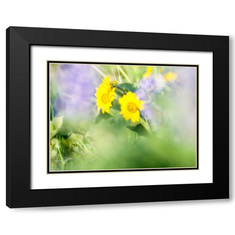 USA-Washington State Close-up of Arrowleaf Balsamroot and lupine Black Modern Wood Framed Art Print with Double Matting by Eggers, Terry