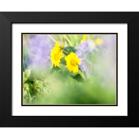 USA-Washington State Close-up of Arrowleaf Balsamroot and lupine Black Modern Wood Framed Art Print with Double Matting by Eggers, Terry