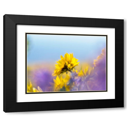 USA-Washington State Close-up of Arrowleaf Balsamroot and lupine Black Modern Wood Framed Art Print with Double Matting by Eggers, Terry