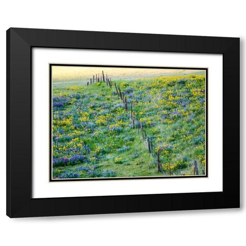 USA-Washington State Fence line with spring wildflowers Black Modern Wood Framed Art Print with Double Matting by Eggers, Terry