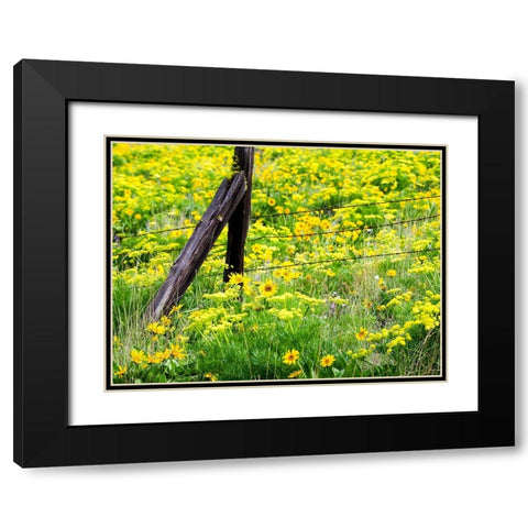 USA-Washington State Fence line with spring wildflowers Black Modern Wood Framed Art Print with Double Matting by Eggers, Terry