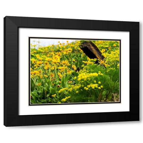 USA-Washington State Fence line with spring wildflowers Black Modern Wood Framed Art Print with Double Matting by Eggers, Terry