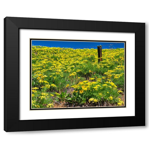 USA-Washington State Fence line and wildflowers Black Modern Wood Framed Art Print with Double Matting by Eggers, Terry
