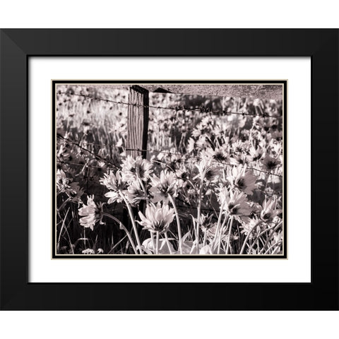 USA-Washington State Infrared capture of fence line and wildflowers Black Modern Wood Framed Art Print with Double Matting by Eggers, Terry
