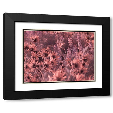 USA-Washington State Infrared capture wildflowers in bloom Black Modern Wood Framed Art Print with Double Matting by Eggers, Terry
