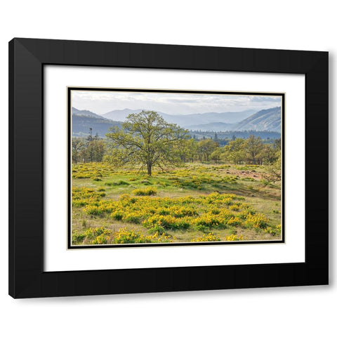 USA-Washington State Lone Oak Tree in field of wildflowers Black Modern Wood Framed Art Print with Double Matting by Eggers, Terry