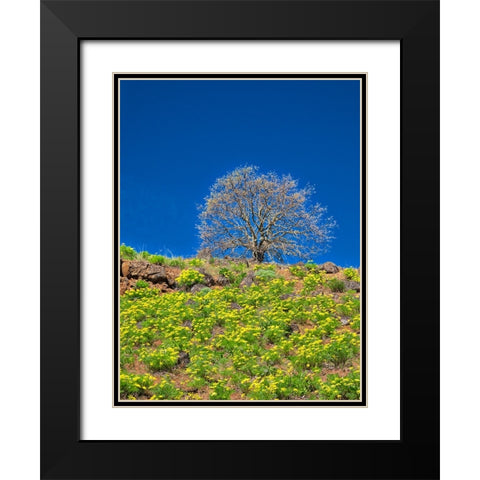 USA-Washington State Lone Tree on hillside with spring wildflowers Black Modern Wood Framed Art Print with Double Matting by Eggers, Terry
