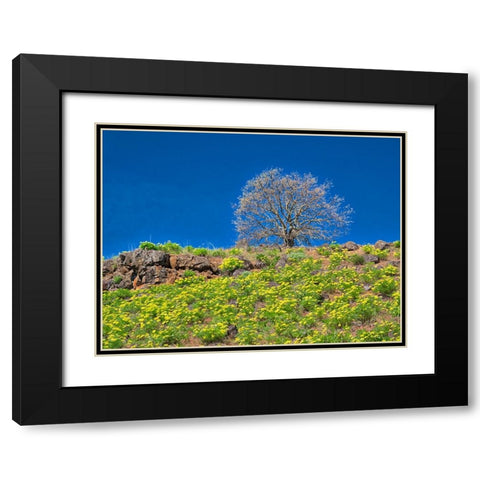 USA-Washington State Lone Tree on hillside with spring wildflowers Black Modern Wood Framed Art Print with Double Matting by Eggers, Terry