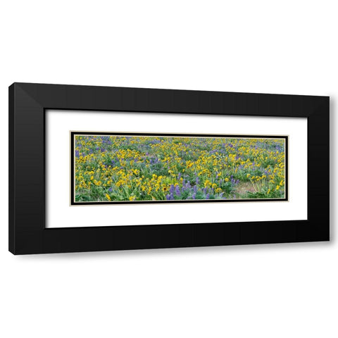 USA-Washington State Panorama of Columbia River Gorge covered in arrowleaf balsamroot and lupine Black Modern Wood Framed Art Print with Double Matting by Eggers, Terry