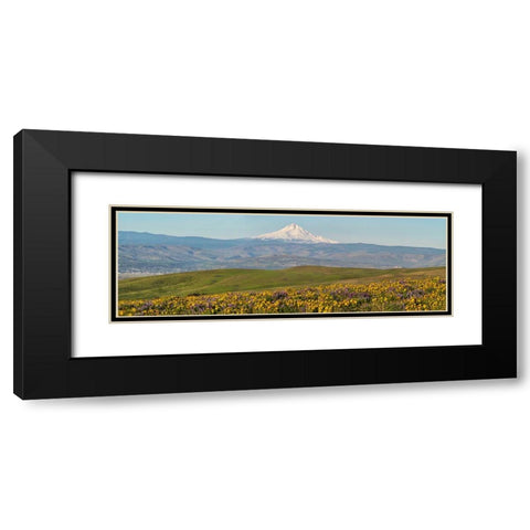 USA-Washington State Panorama of Columbia River Gorge covered in arrowleaf balsamroot Black Modern Wood Framed Art Print with Double Matting by Eggers, Terry
