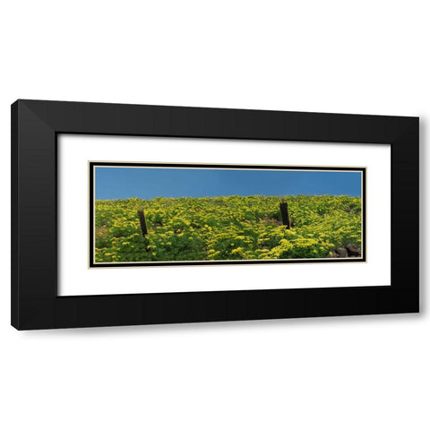 USA-Washington State Panorama of fence line and wildflowers Black Modern Wood Framed Art Print with Double Matting by Eggers, Terry