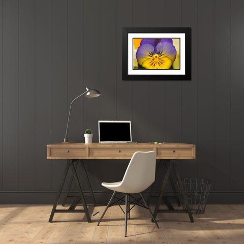 Blue yellow Garden Pansy Blooming macro-Bellevue-Washington State Cold Weather flowers Black Modern Wood Framed Art Print with Double Matting by Perry, William