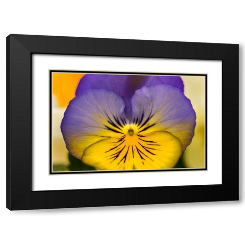 Blue yellow Garden Pansy Blooming macro-Bellevue-Washington State Cold Weather flowers Black Modern Wood Framed Art Print with Double Matting by Perry, William