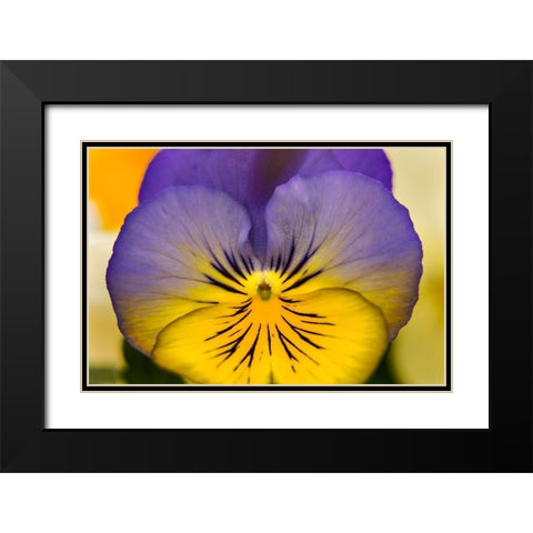 Blue yellow Garden Pansy Blooming macro-Bellevue-Washington State Cold Weather flowers Black Modern Wood Framed Art Print with Double Matting by Perry, William