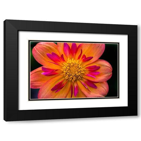 Orange pink Collarette Dahlia Blooming Dahlia named Kelsey Annie Joy Black Modern Wood Framed Art Print with Double Matting by Perry, William
